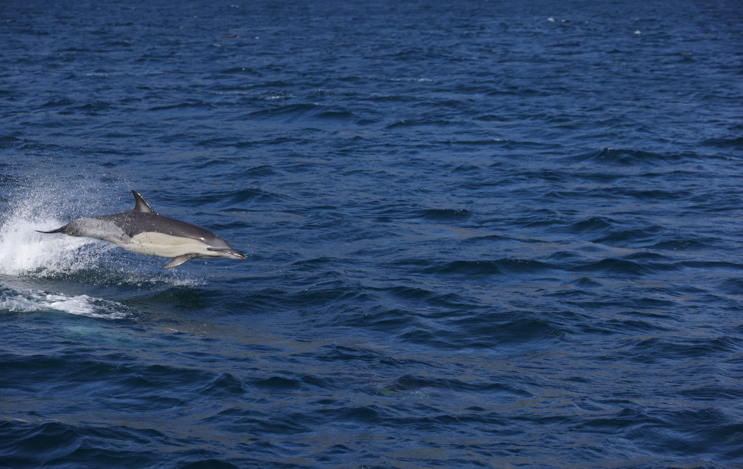 Dauphin gris bondissant au-dessus des vagues bleues