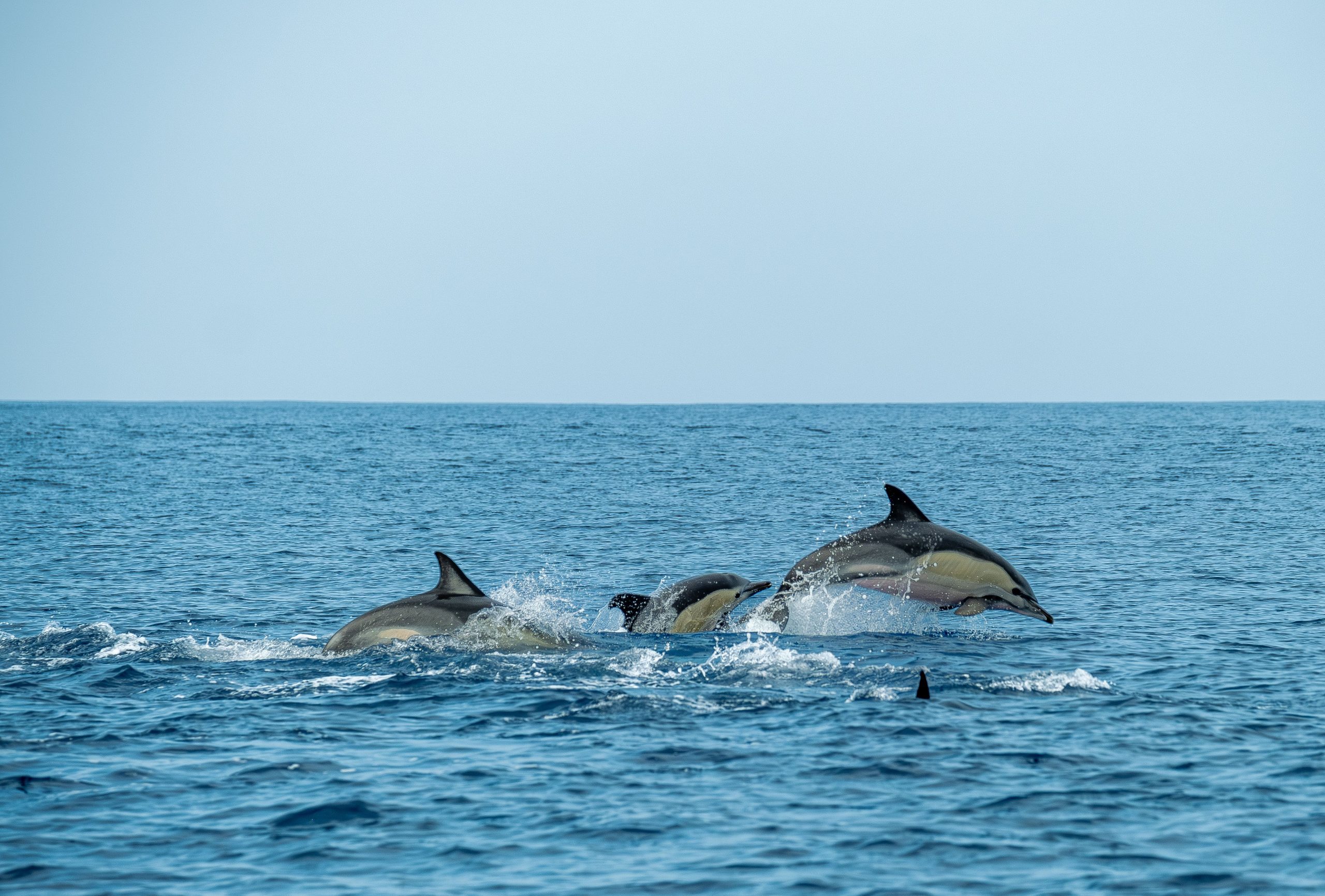 Dauphins joyeusement sautant dans les vagues océaniques