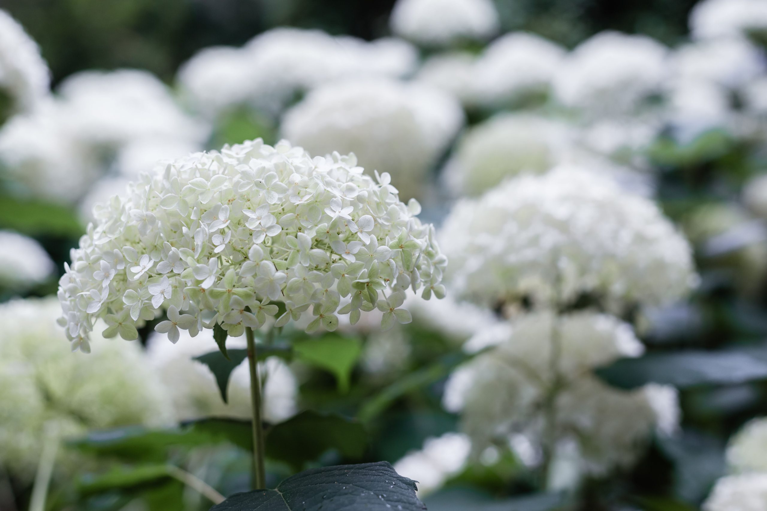 Hortensias blancs en pleine floraison luxuriante