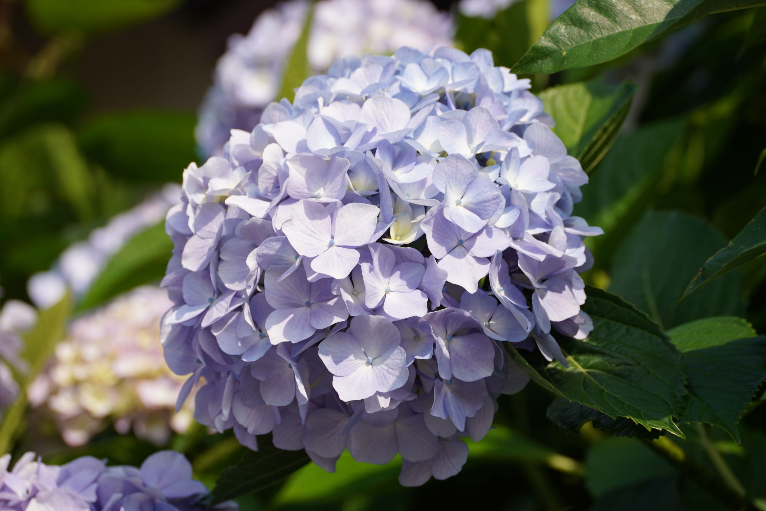 Gros plan fleurs hortensia bleu au soleil
