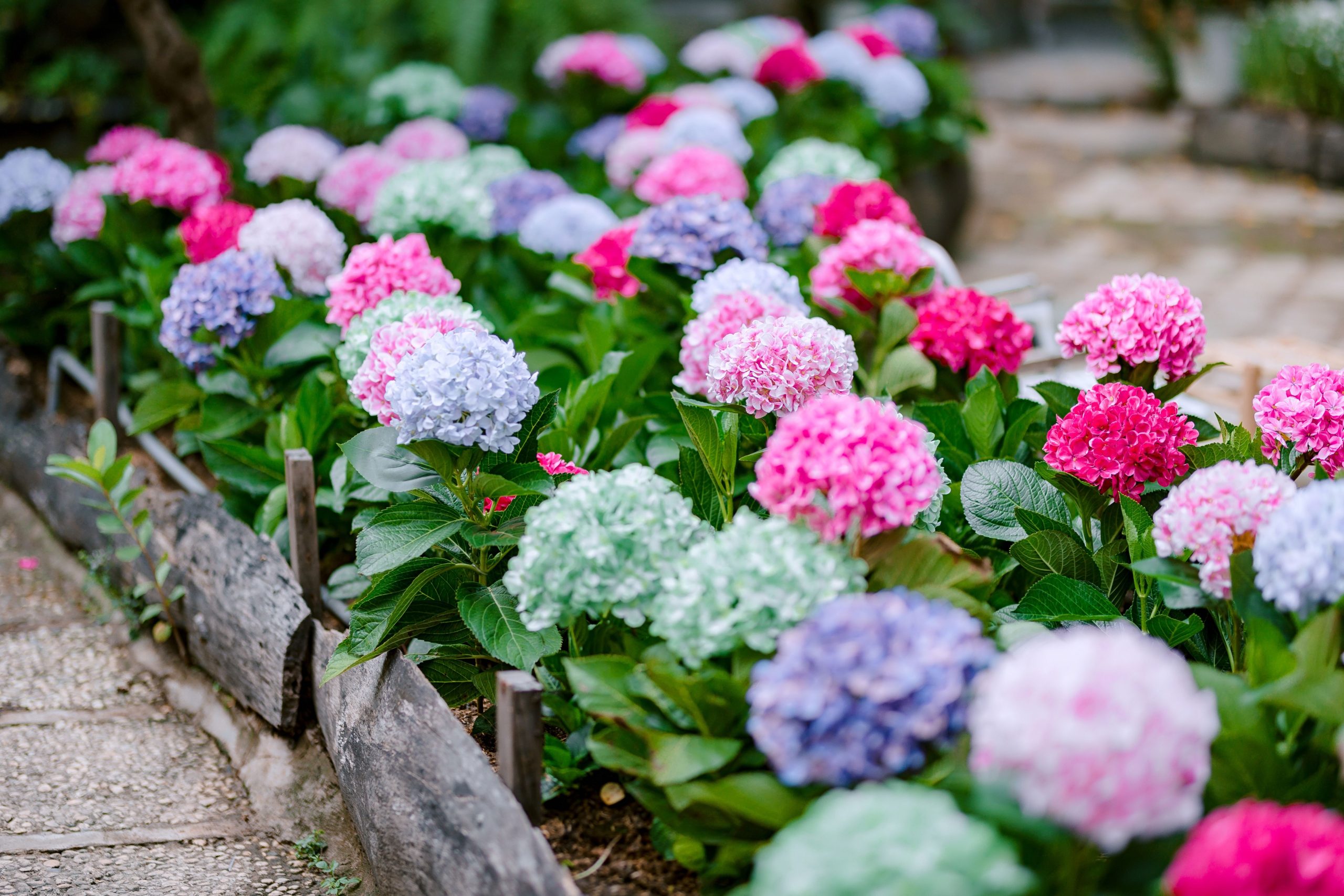 Hortensia quelle terre lui faut-il vraiment pour s’épanouir ?