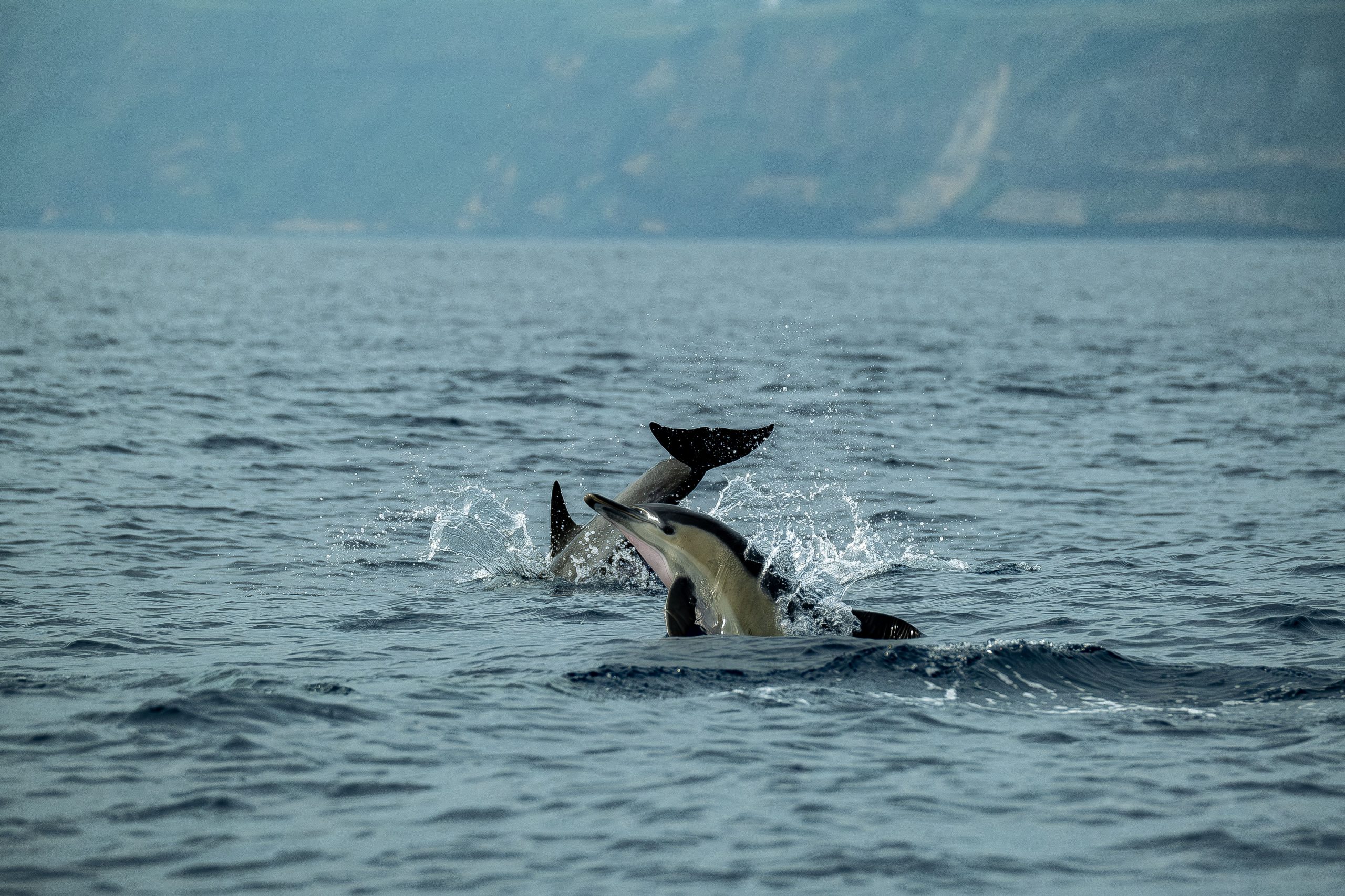 Le marine spectacle est-il encore acceptable aujourd’hui ?