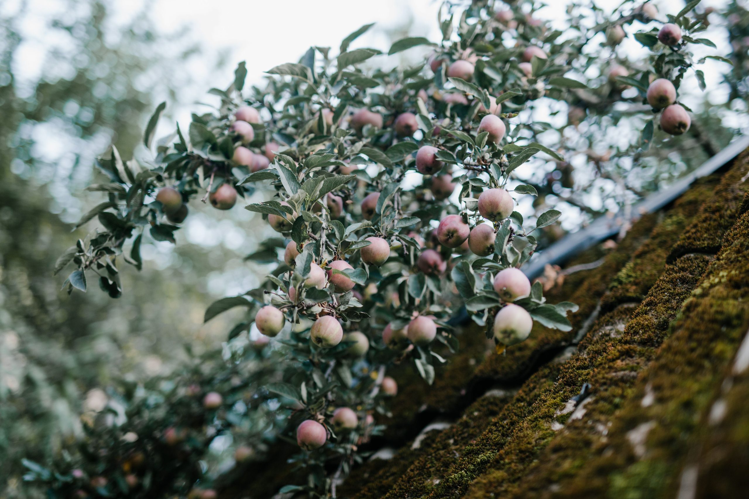 Petites pommes poussant sur branches